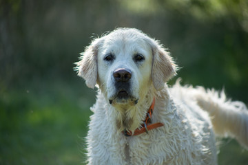 Golden obroża, na zielonym tle, Polska © Grzegorz