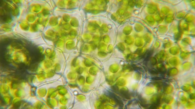 Chloroplast under a microscope. Cell division. Cell structure. Cell division. View of leaf surface showing plant cells under microscope. Virus infection. Green plant cells under microscope. GMO. DNA.