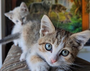 котята