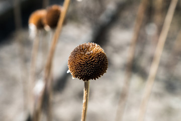 dry flower head closeup horizontal