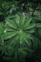 flower in the rain