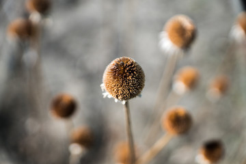 close up of dry flower head 