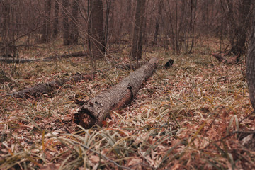 dumped tree in the woods on the grass