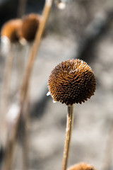 Dry flower head closeup vertical