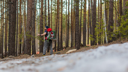 Hiker with a backpack in the coniferous forest. Back view.