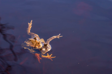 frog in water
