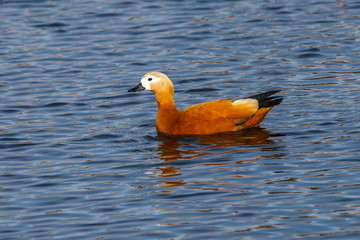 duck on the water, ruddy shelduck 