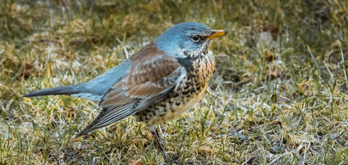 Kwiczoł, Turdus pilaris, średniej wielkości ptak wędrowny z rodziny drozdowatych