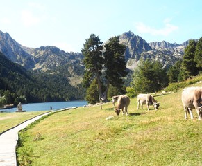 lago san mauricio a los pies de las montañas de pirineos aragoneses y vigilado por  las  vacas de...