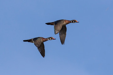 wood ducks in early spring