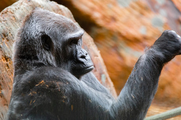 Family of Silverback gorillas in a zoo enclosure. Endangered eastern gorilla