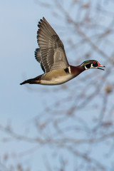 Obraz premium wood ducks in early spring