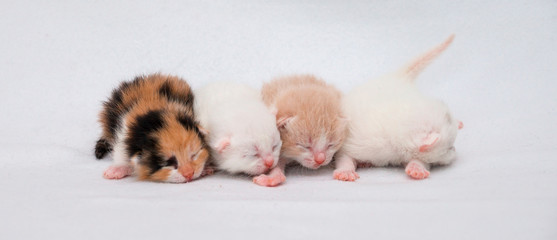 Newborn kitten on white background