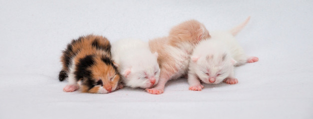 Newborn kitten on white background