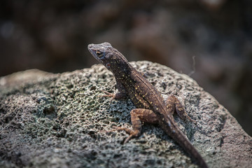 Bahama-Anolis, Anolis sagrei, Norops sagrei