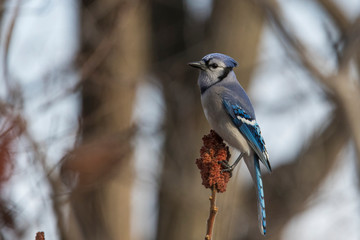 blue jay feeding with sumac