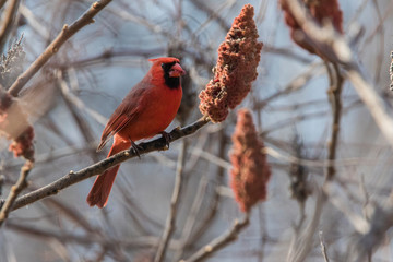 Male northern cardinal (Cardinalis cardinalis) feeding with sumac