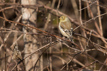 Female American goldfinch (Spinus tristis)