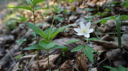 Bume im Wald