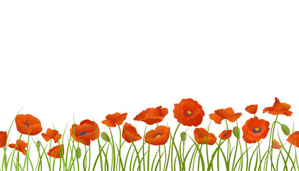 Background seamless extendable to endless pattern of red poppy flowers in grass. Vector Isolated illustration.