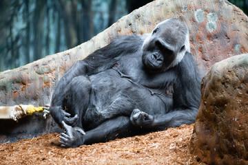 Family of Silverback gorillas in a zoo enclosure. Endangered eastern gorilla