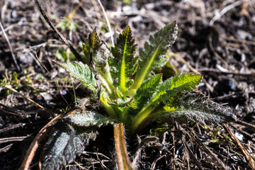 fresh green leaves of spring grass 