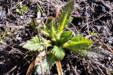 fresh green leaves of spring grass view from above