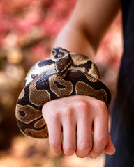 Fototapeta premium python, Boa Constrictor in the hands of man