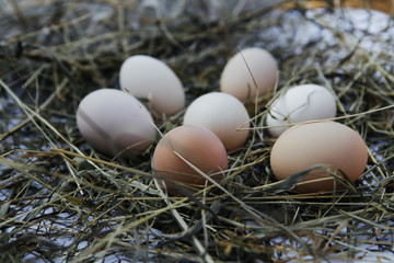 Market with chicken protein eggs