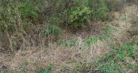DSC3873a6000 Trees and grasses in wooded area in New England