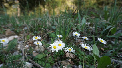 G&auml;nsebl&uuml;mchen auf Feldweg