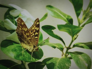 Naklejka na ściany i meble Close-up Of Butterfly On Leaf
