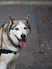siberian husky puppy
