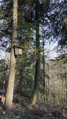 Vogelhaus im Wald