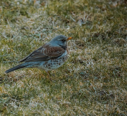 Kwiczoł, Turdus pilaris, średniej wielkości ptak wędrowny z rodziny drozdowatych