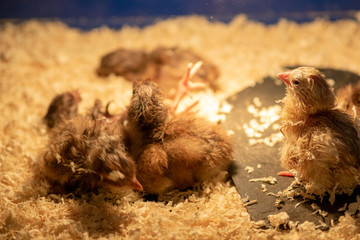 Imagine a small, fluffy chick entering the stage of life with a dramatic 