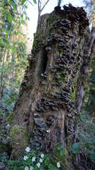 Baumstumpf mit Pilzen