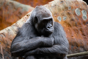 Family of Silverback gorillas in a zoo enclosure. Endangered eastern gorilla