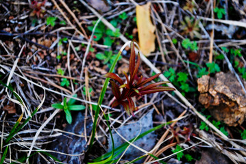 Plants from mountain tundra (grass, stems, .moss).Russia. Macro.