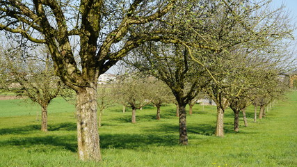 Baumreihe im Frühling