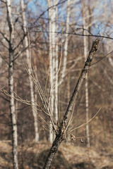 Landscape in Siberia in Russia: spring forest after the melted snow, trees without foliage, blue sky and bright sunlight.