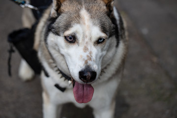 siberian husky dog