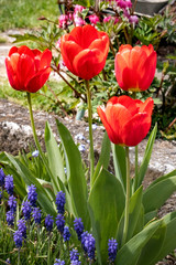beautiful and fresh red tulilps growing in the garden