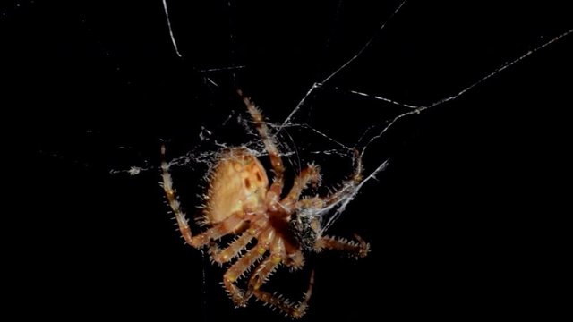 Female Orb Weaver spider wraps her prey in silk. Slow motion video
