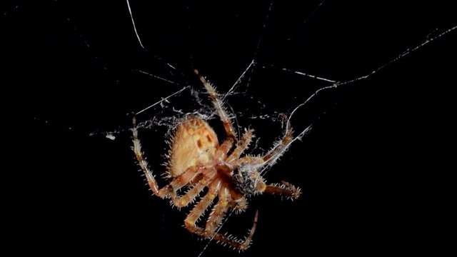 Female Orb Weaver spider wraps her prey in silk.