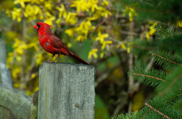 red cardinal on a fence