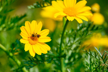 an insect on a yellow corn marigold flower with blurred background
