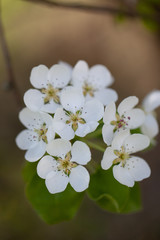 Birnbaum