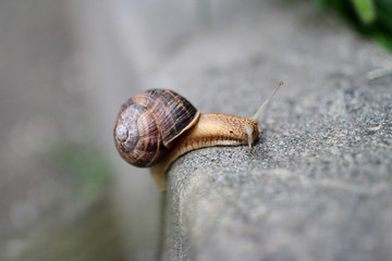 The snail crawling on the ground after the rain.
