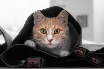 semmelfarbene Katze mit weißen Pfoten und Nasenspitze in einer schwarzen Rolle aus Stoff